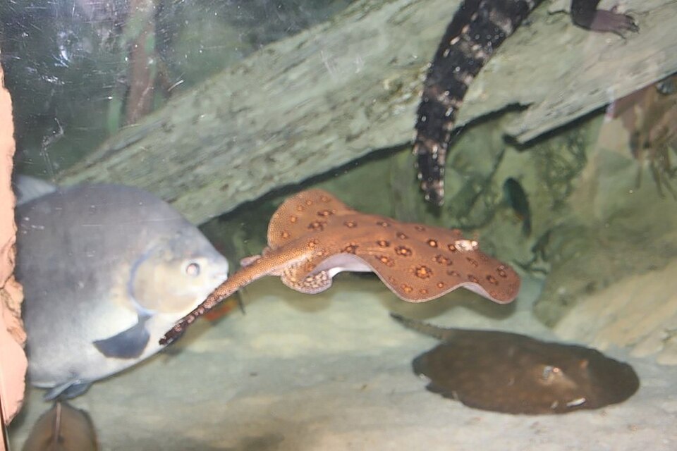 Cartilaginous Fish