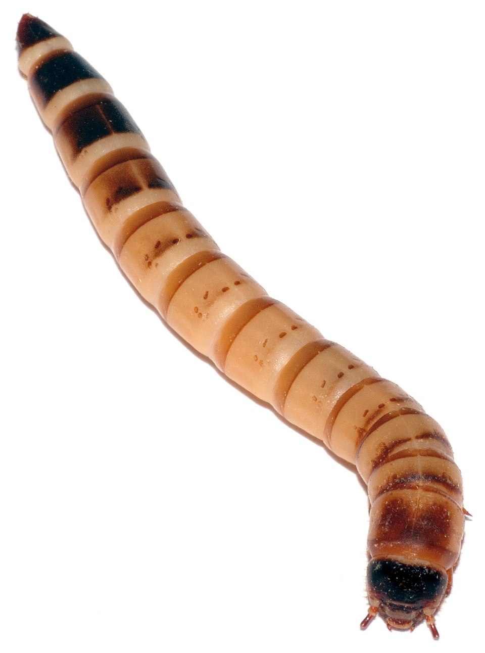Superworm