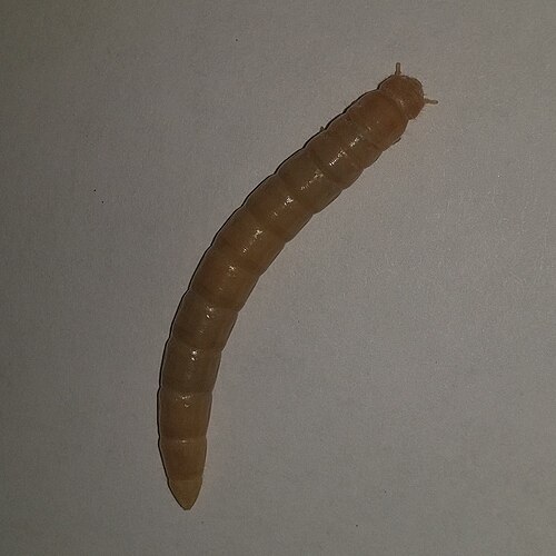 Superworm