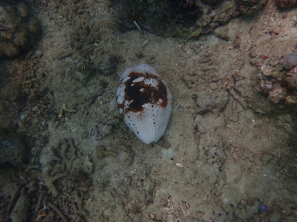 Teatfish sea cucumber