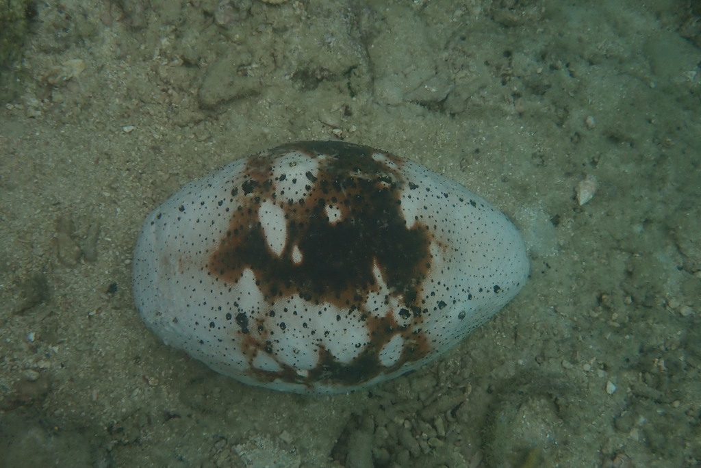 Teatfish sea cucumber