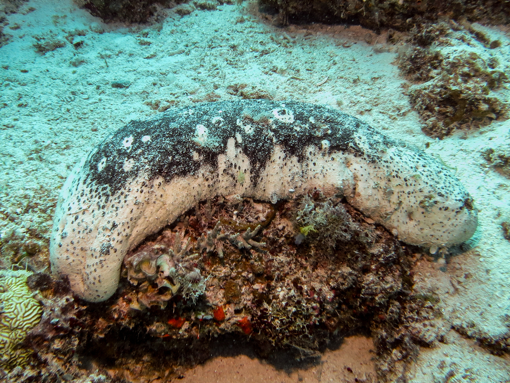 Teatfish sea cucumber