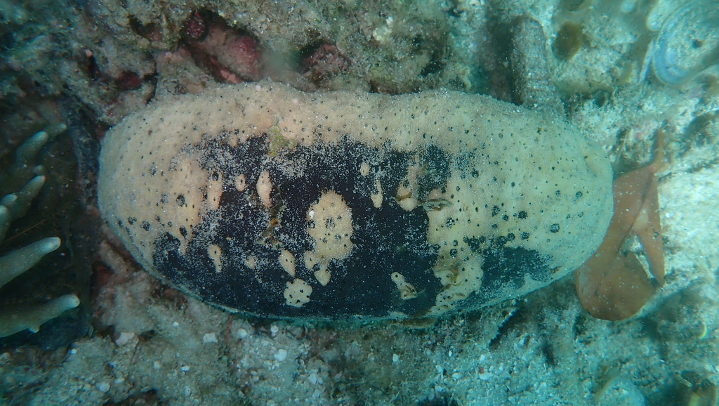 Teatfish sea cucumber