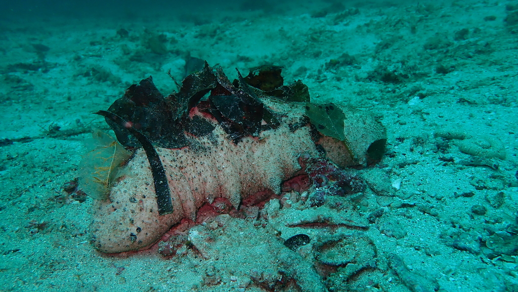 Teatfish sea cucumber