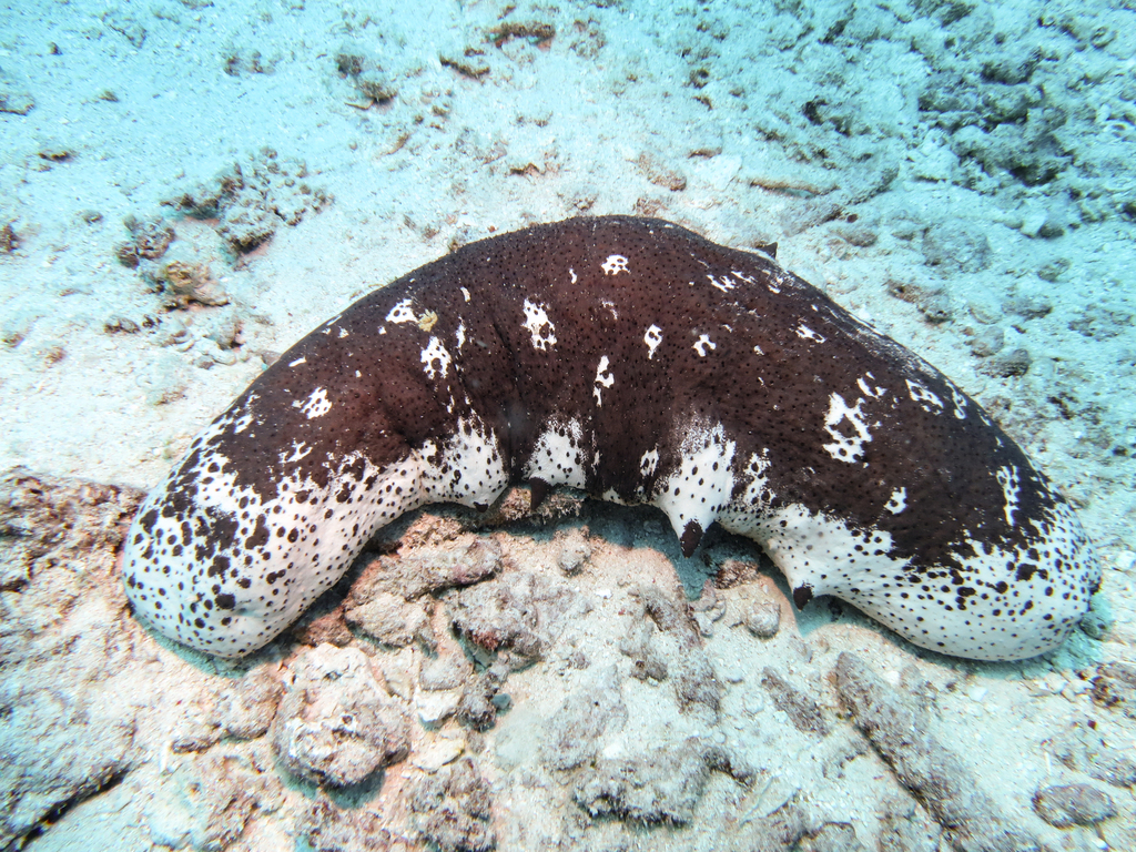 Teatfish sea cucumber