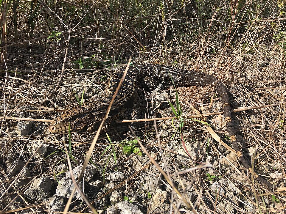 Tegu
