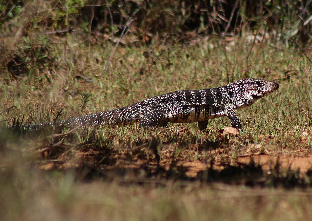 Tegu
