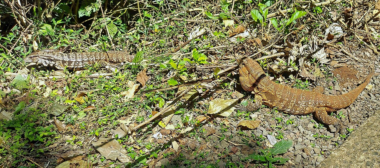 Tegu