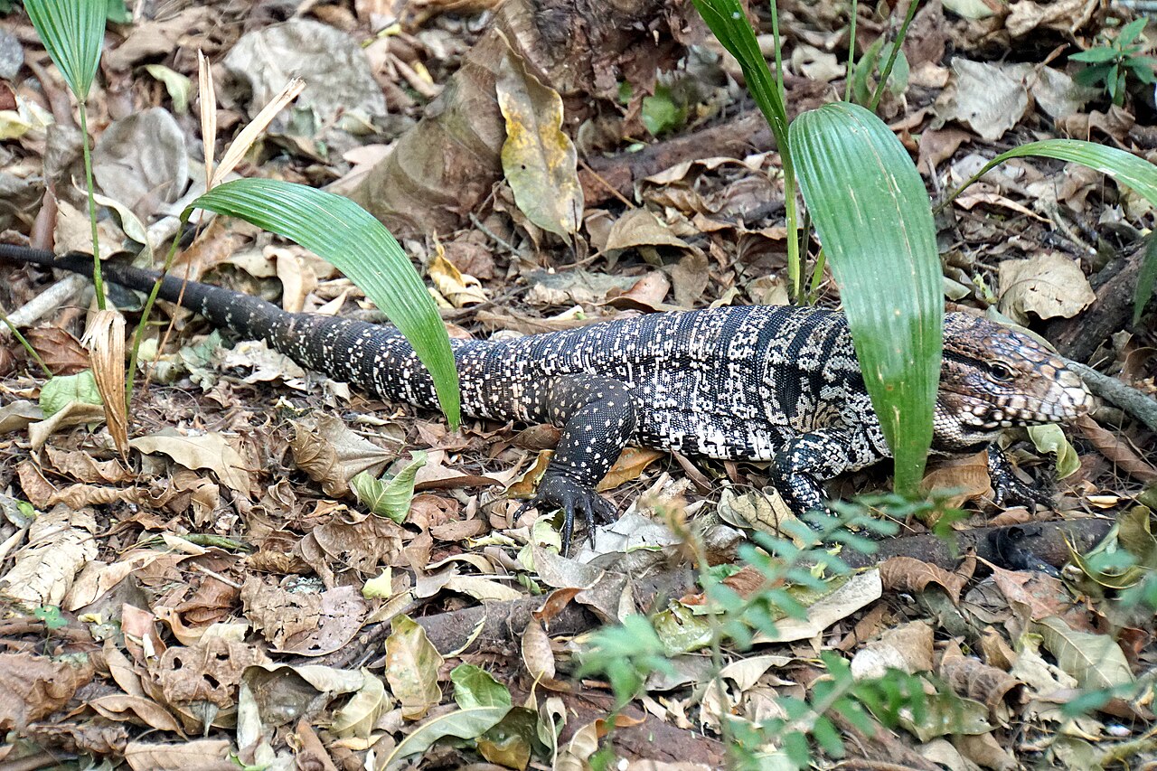 Tegu
