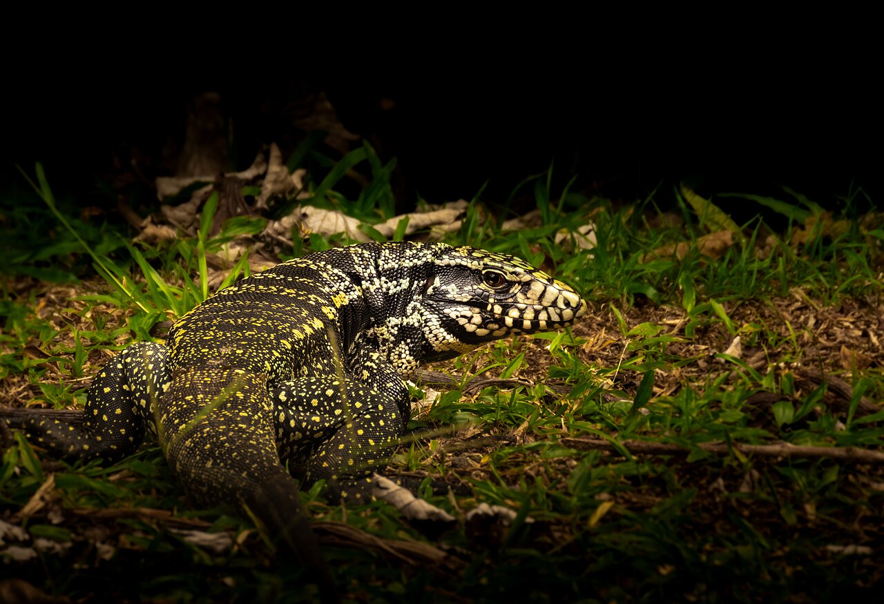 Tegu