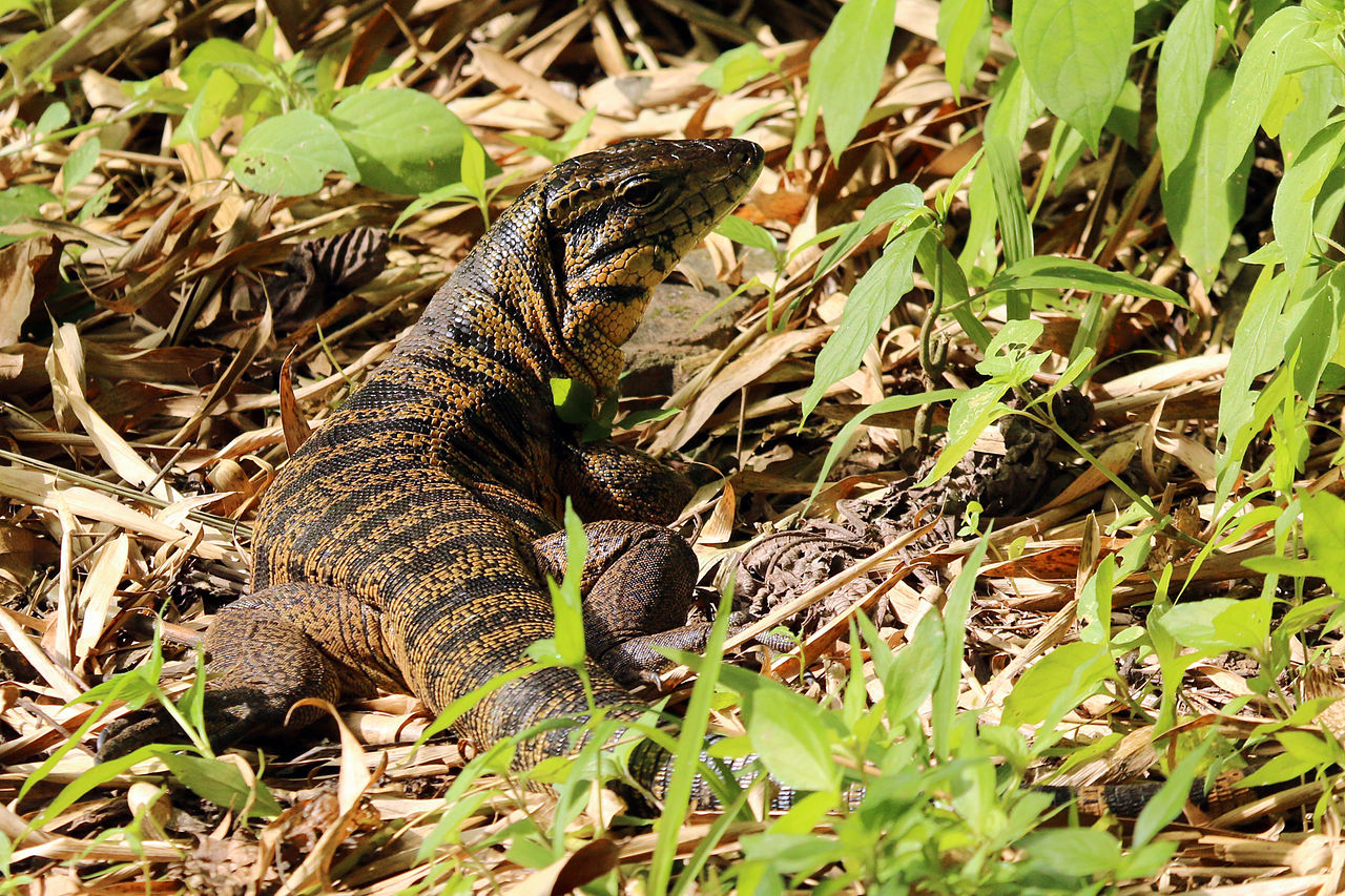 Tegu