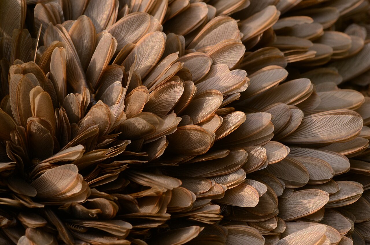 Termite alates