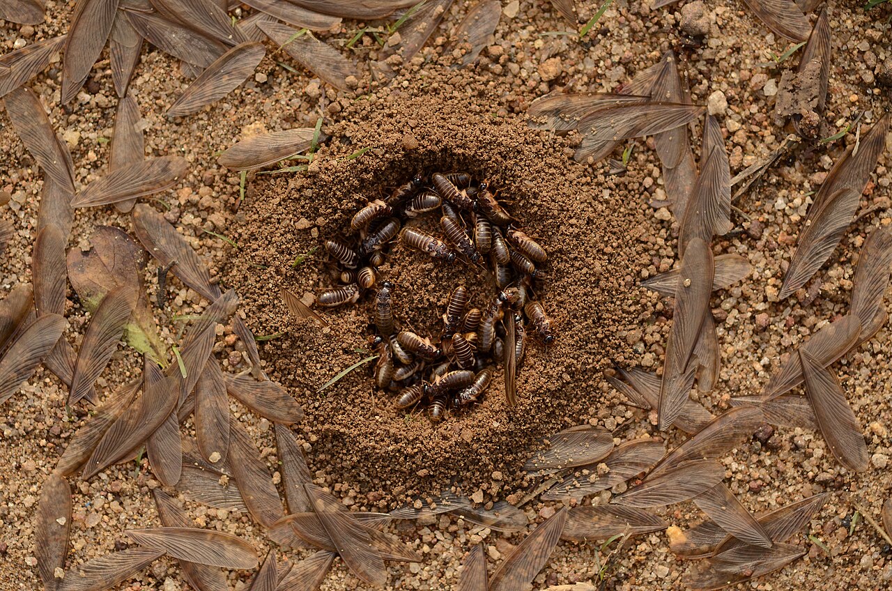 Termite alates