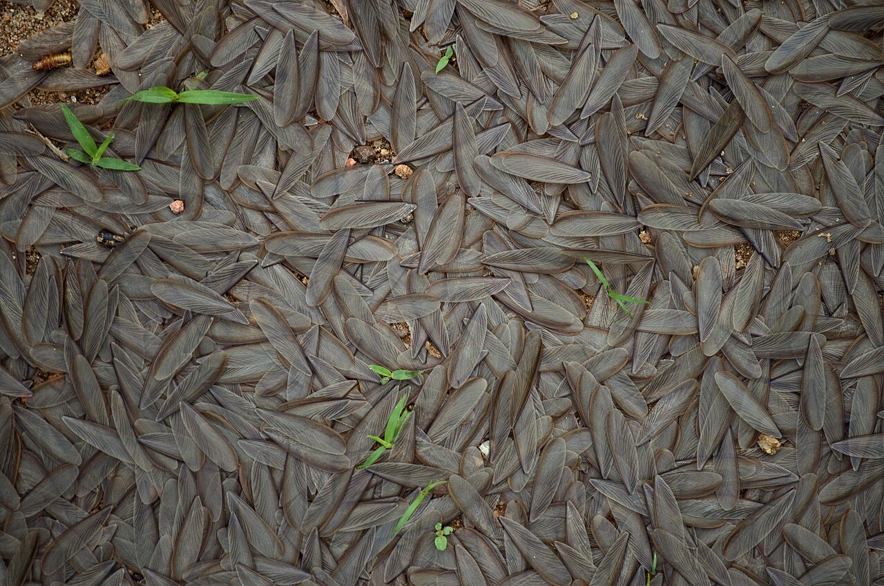 Termite alates