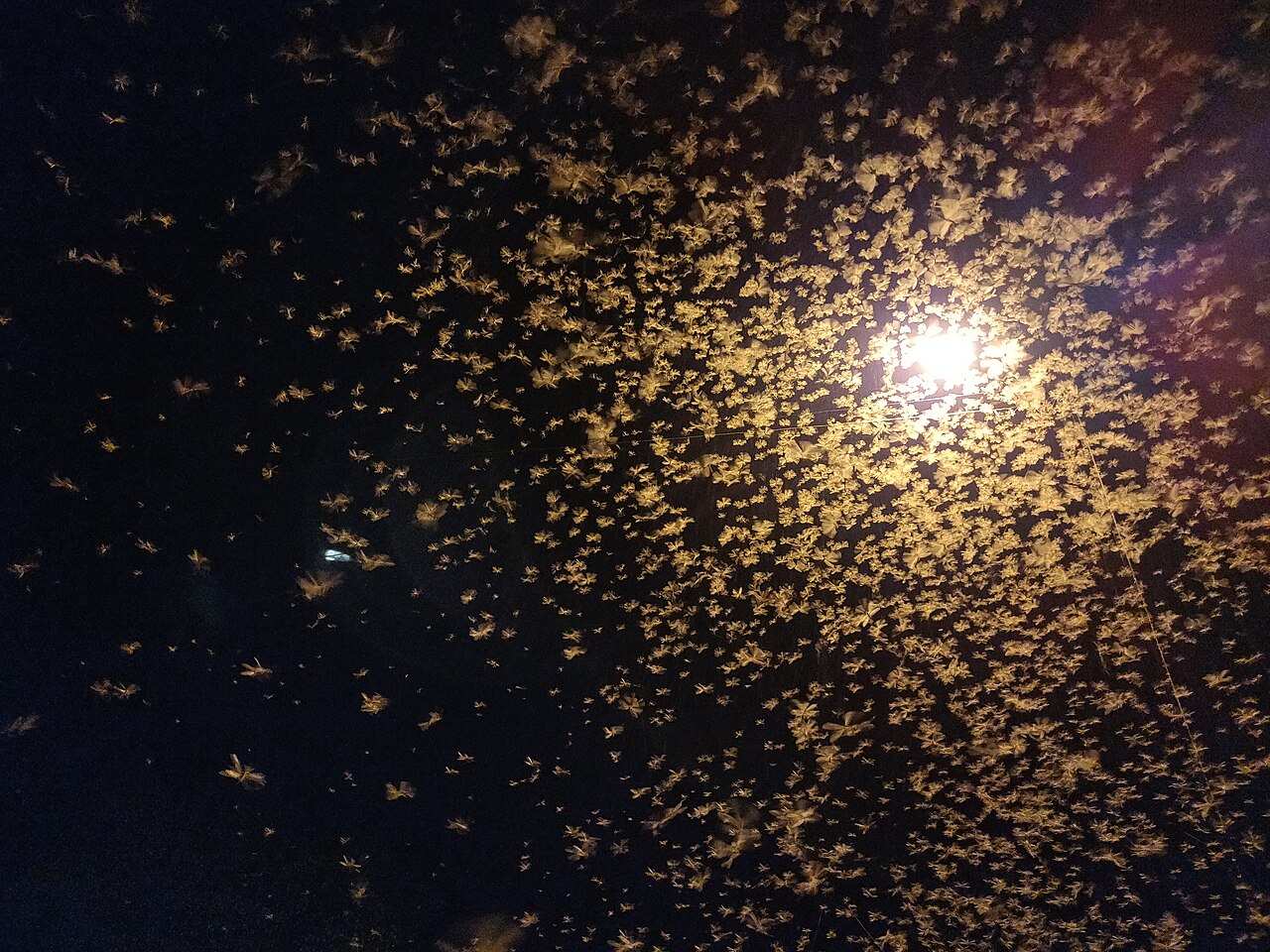 Termite alates