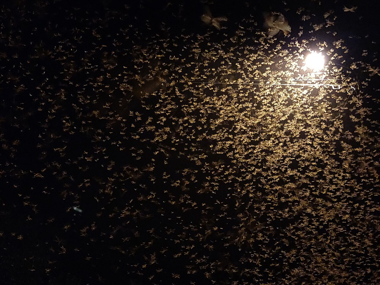 Termite alates