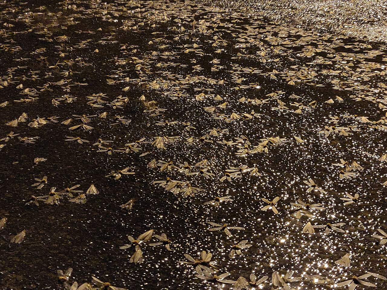 Termite alates