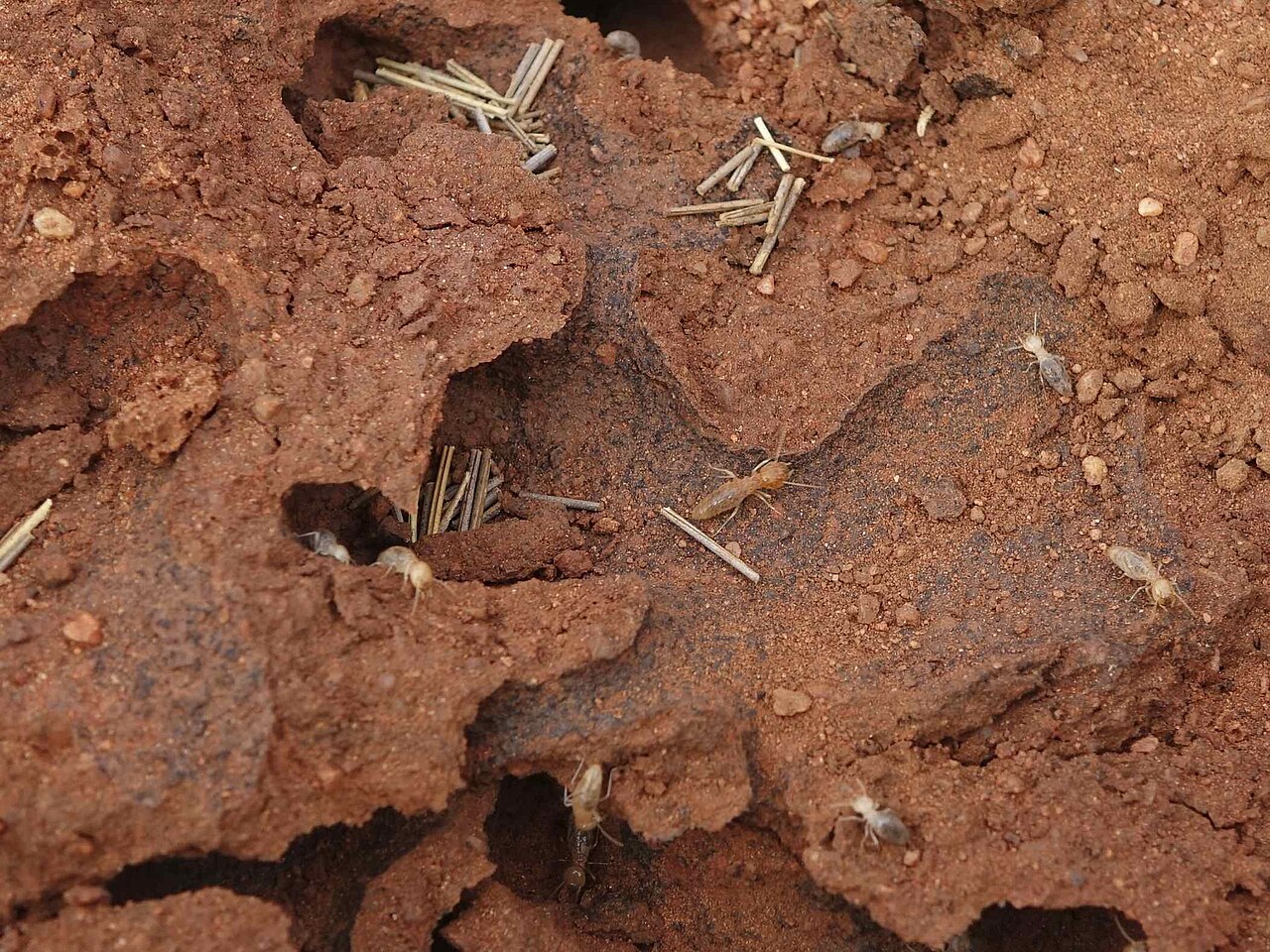 Termite workers and soldiers