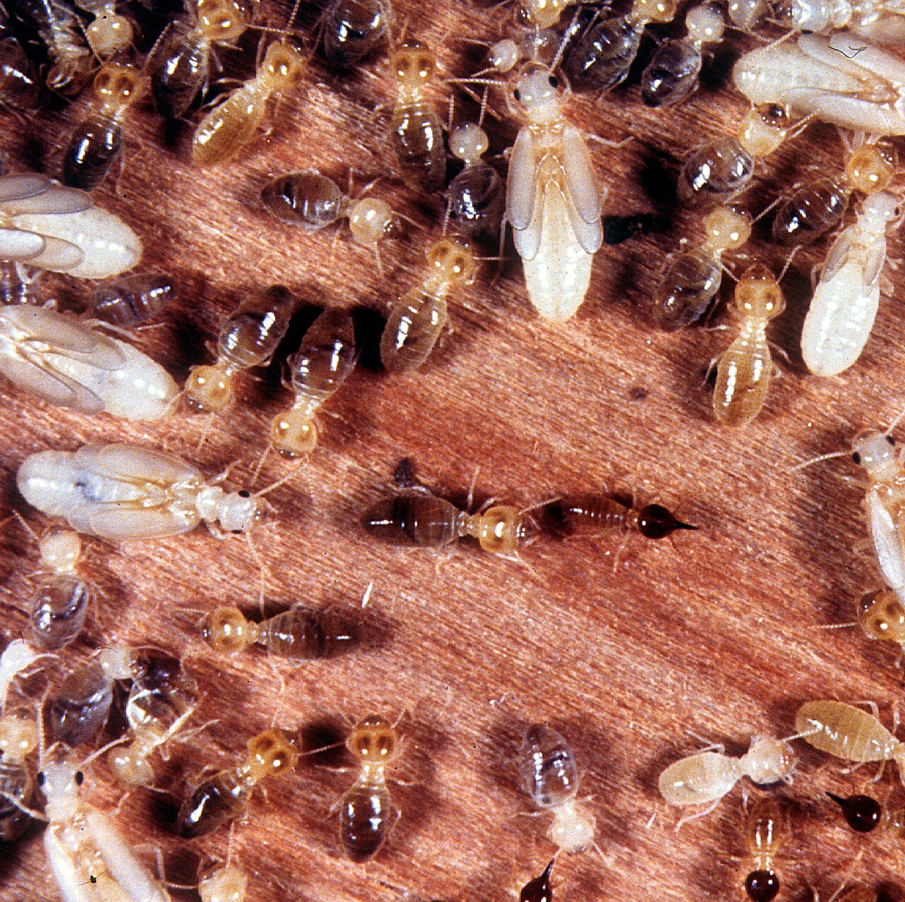 Termite workers and soldiers