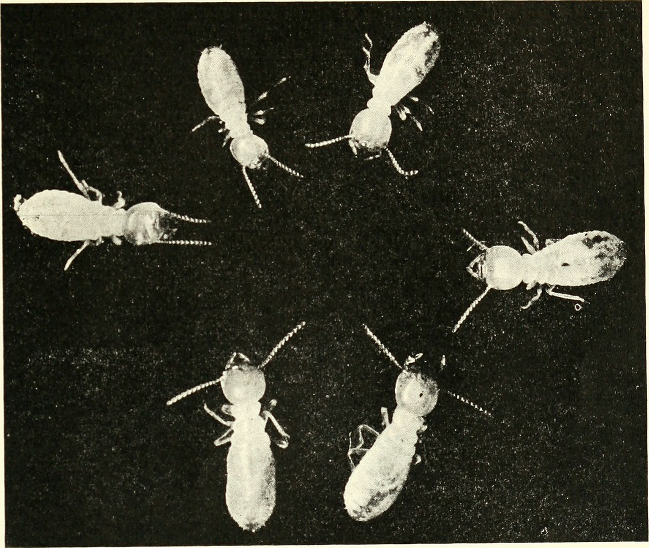 Termite workers and soldiers