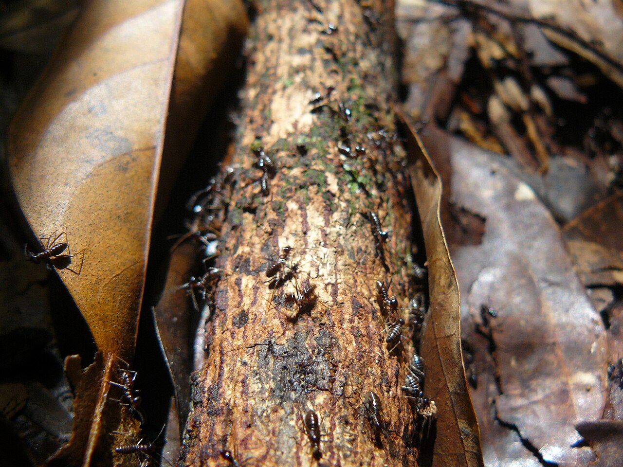 Termite workers and soldiers