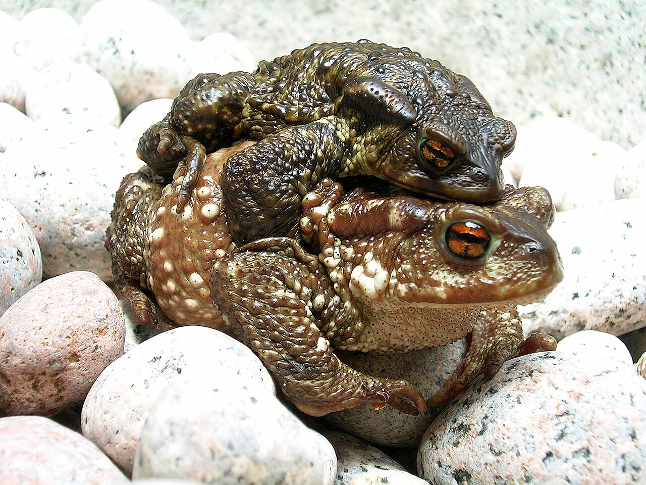 Toad (limited use)