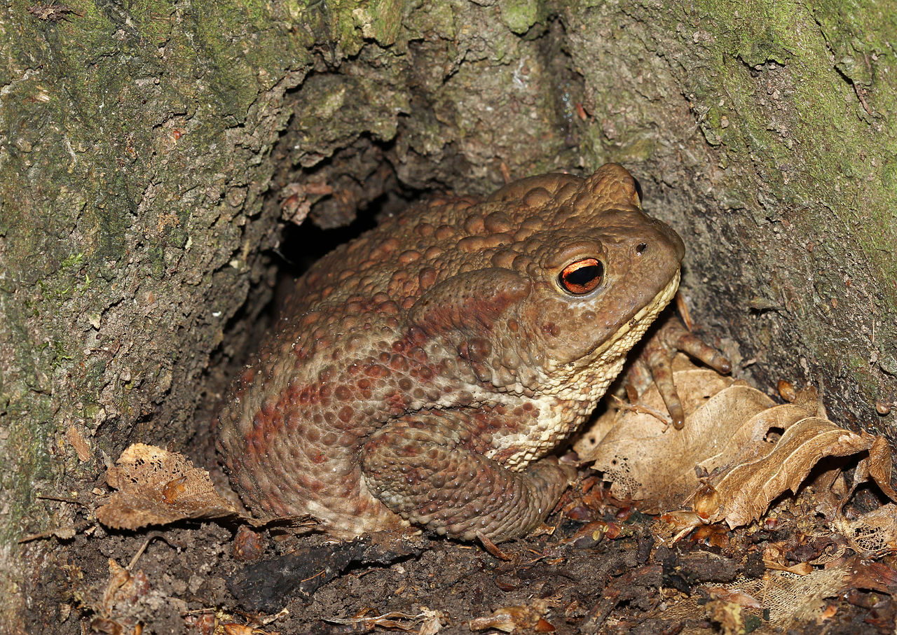 Toad (limited use)