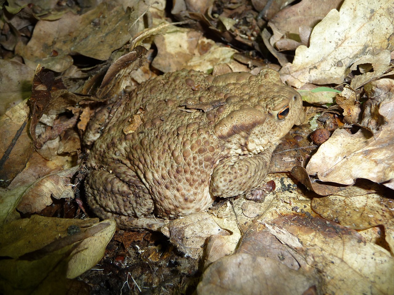Toad (limited use)