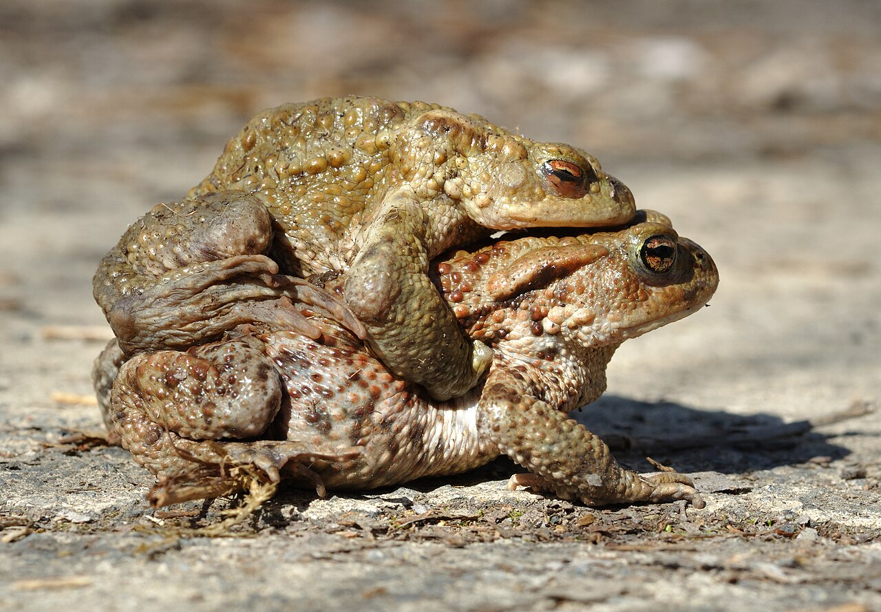 Toad (limited use)