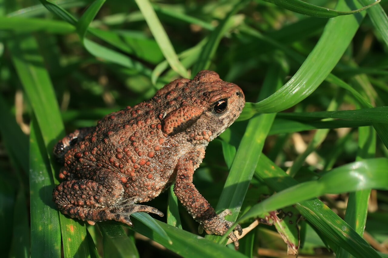 Toad (limited use)