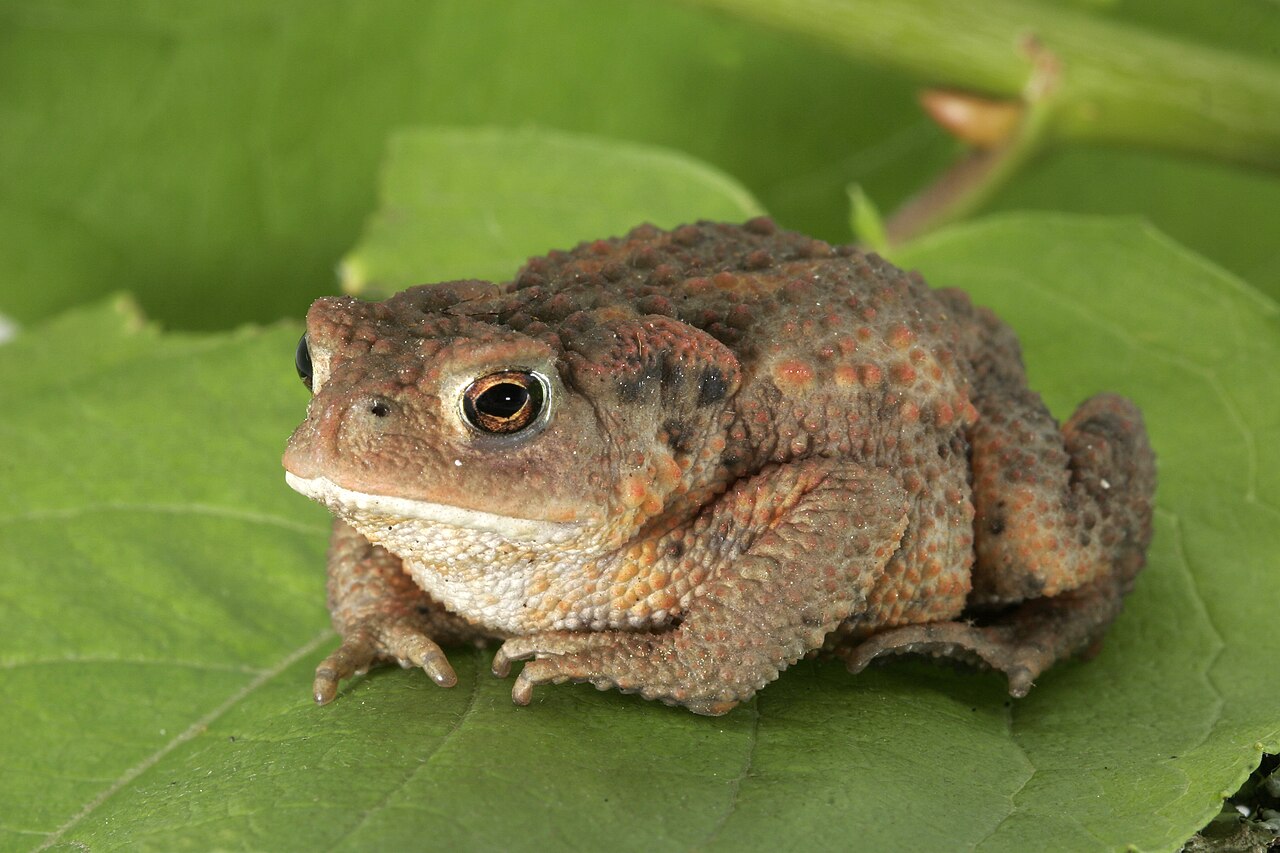 Toad (limited use)