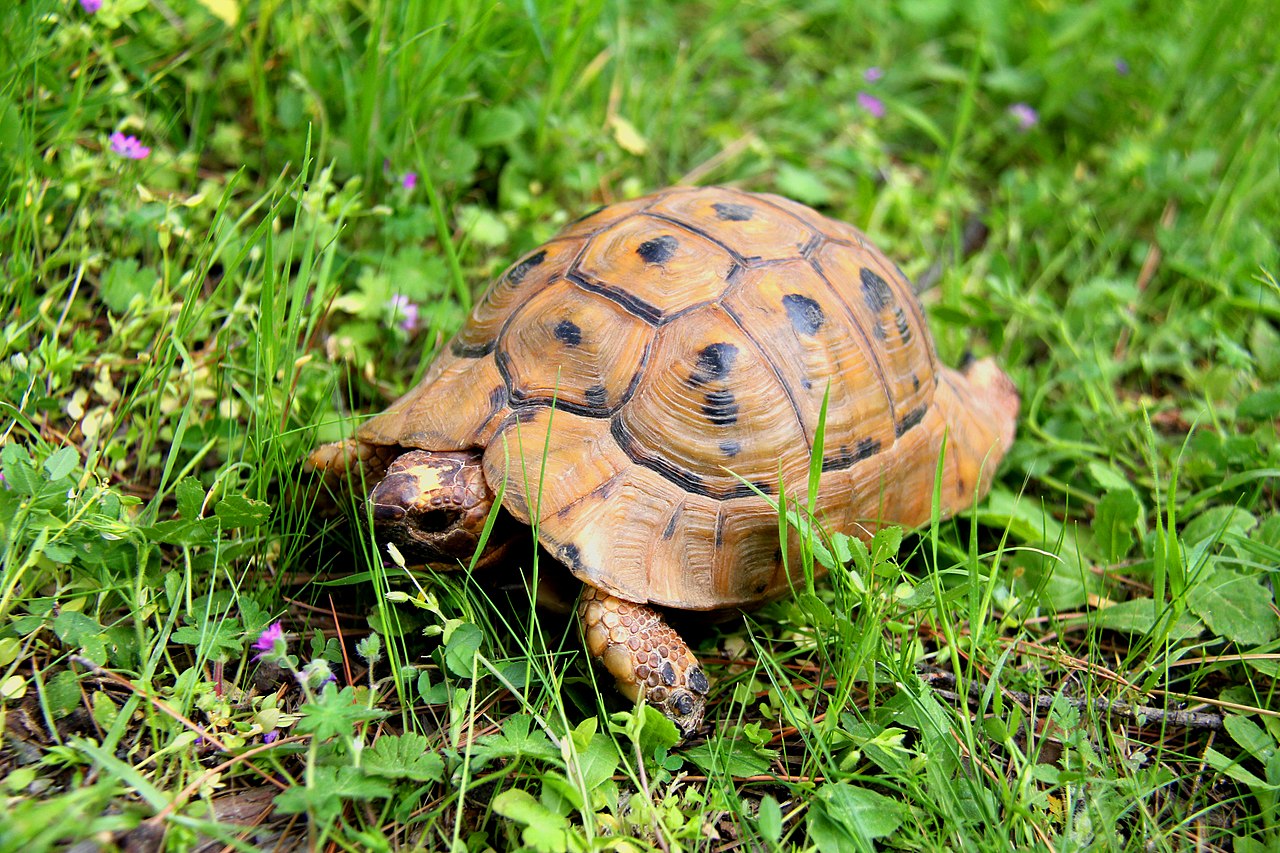 Tortoise