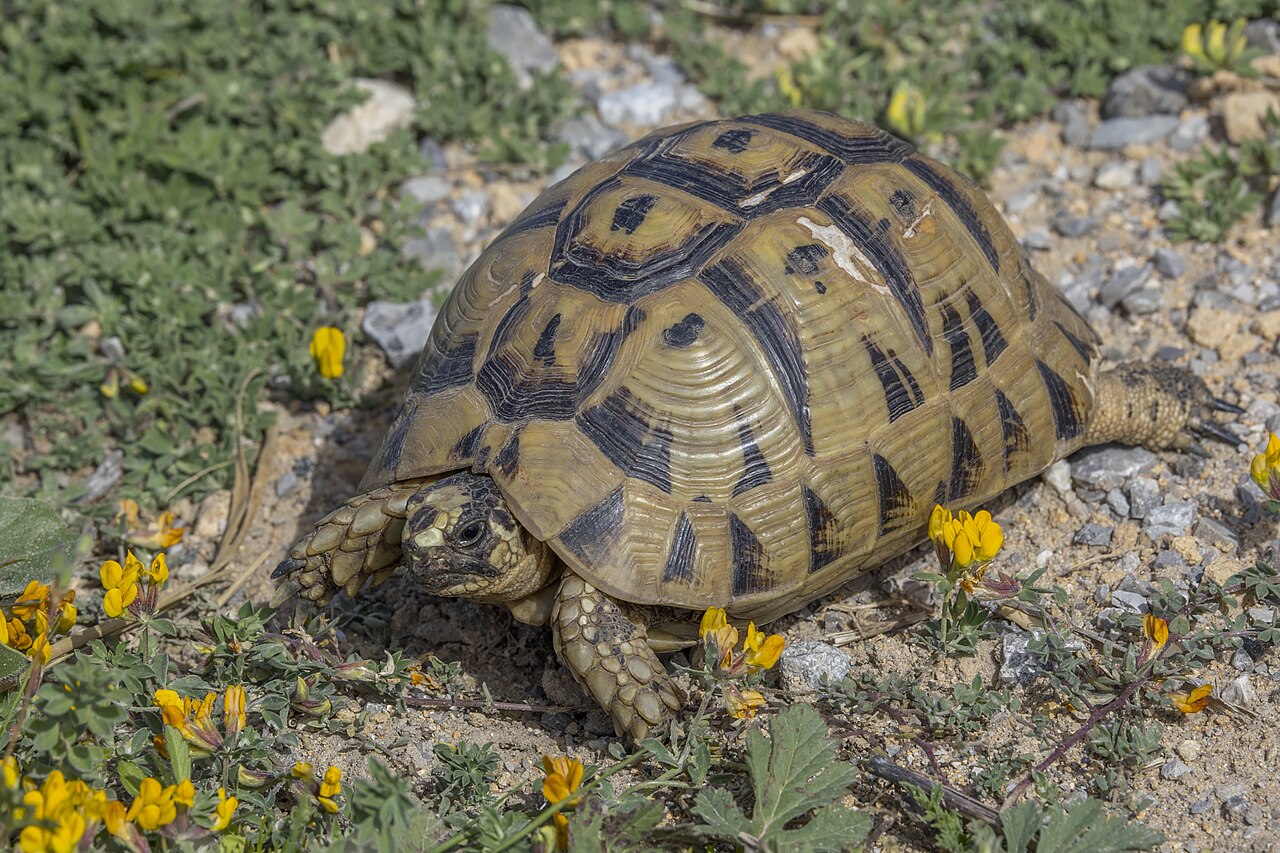 Tortoise