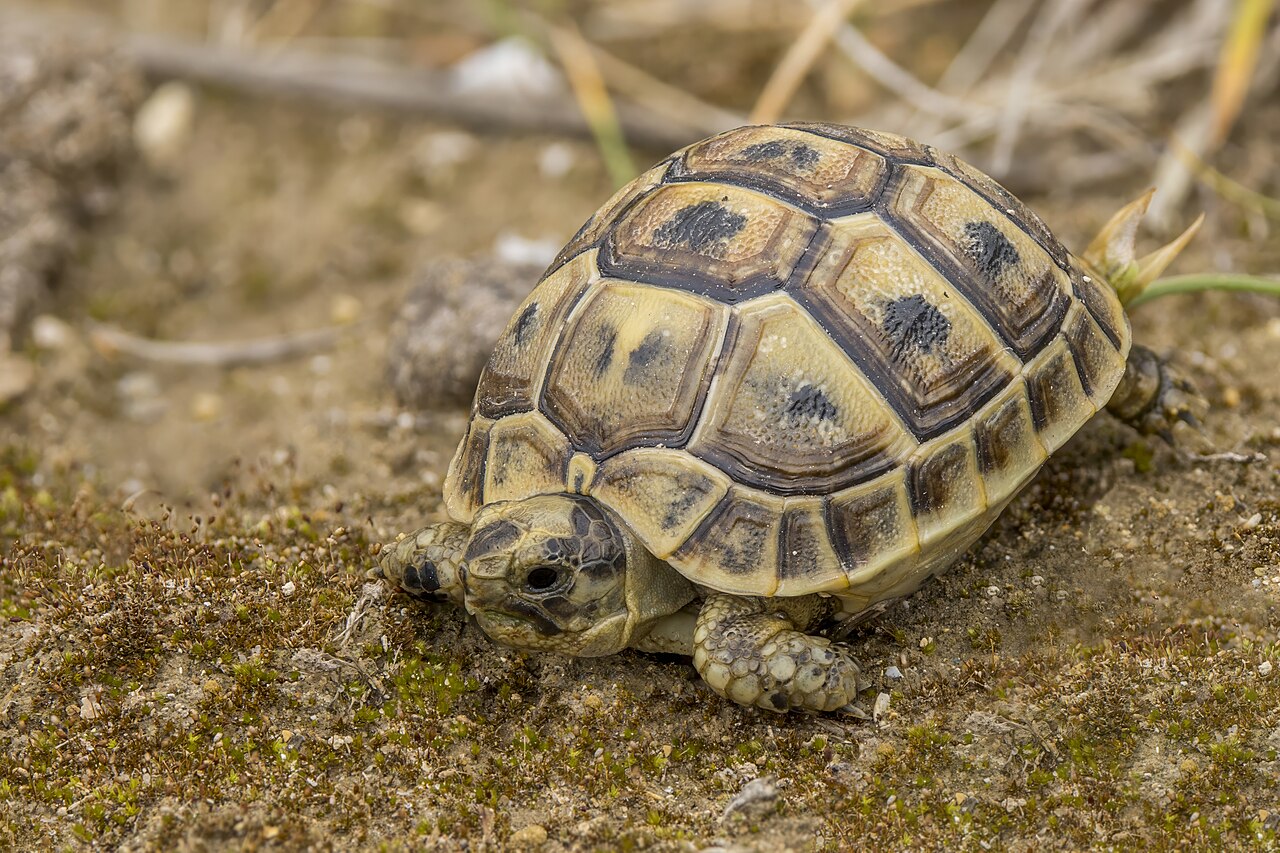 Tortoise