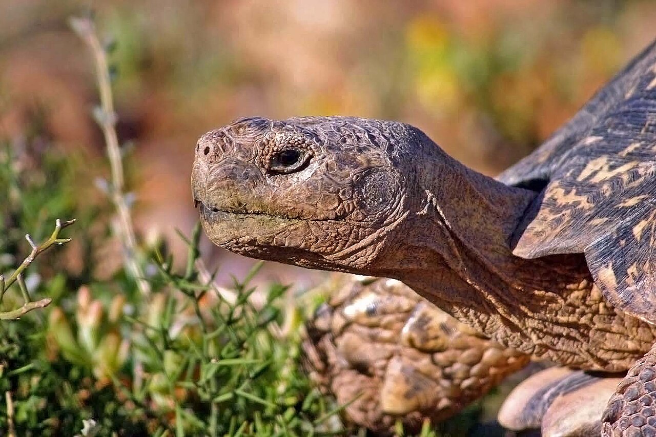 Tortoise