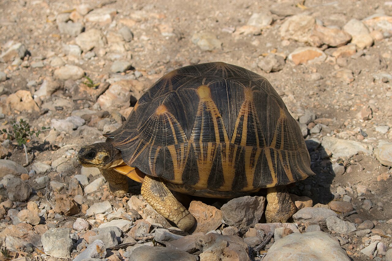 Tortoise