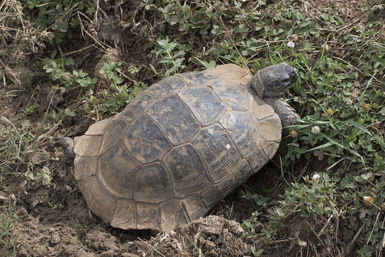 Tortoise