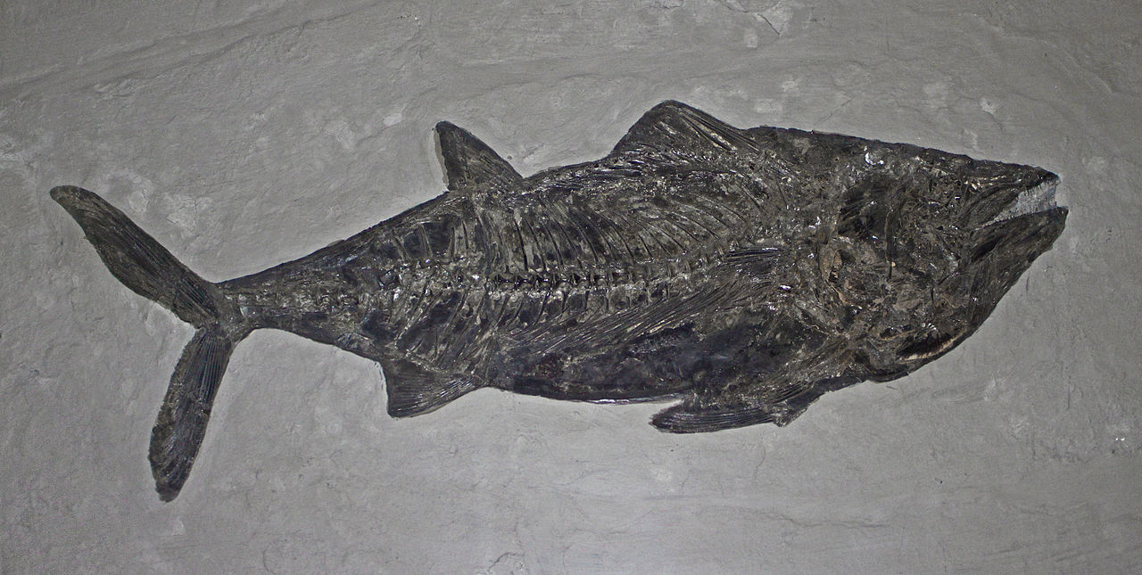Tuna