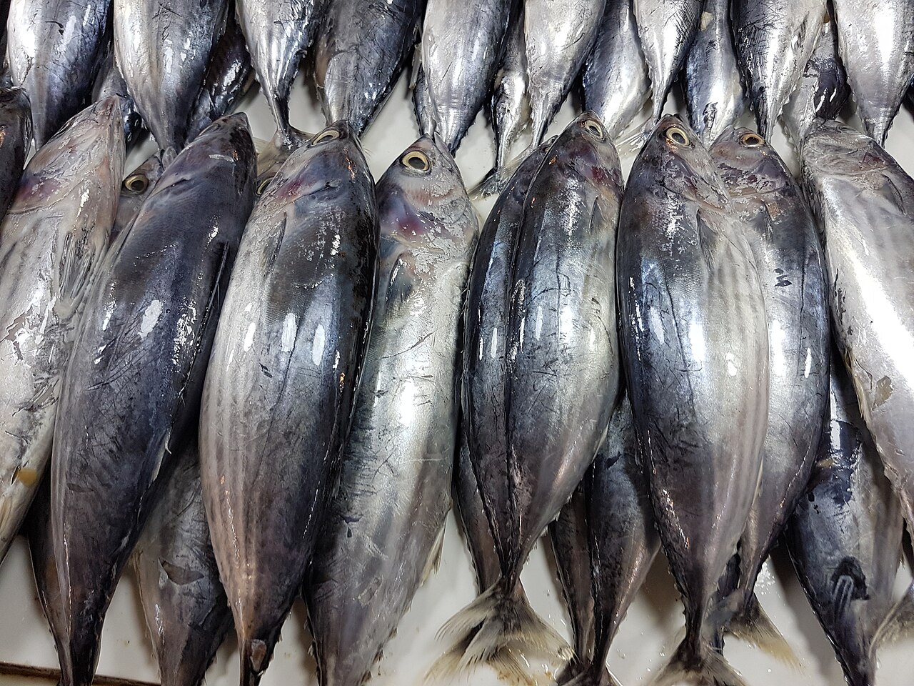 Tuna