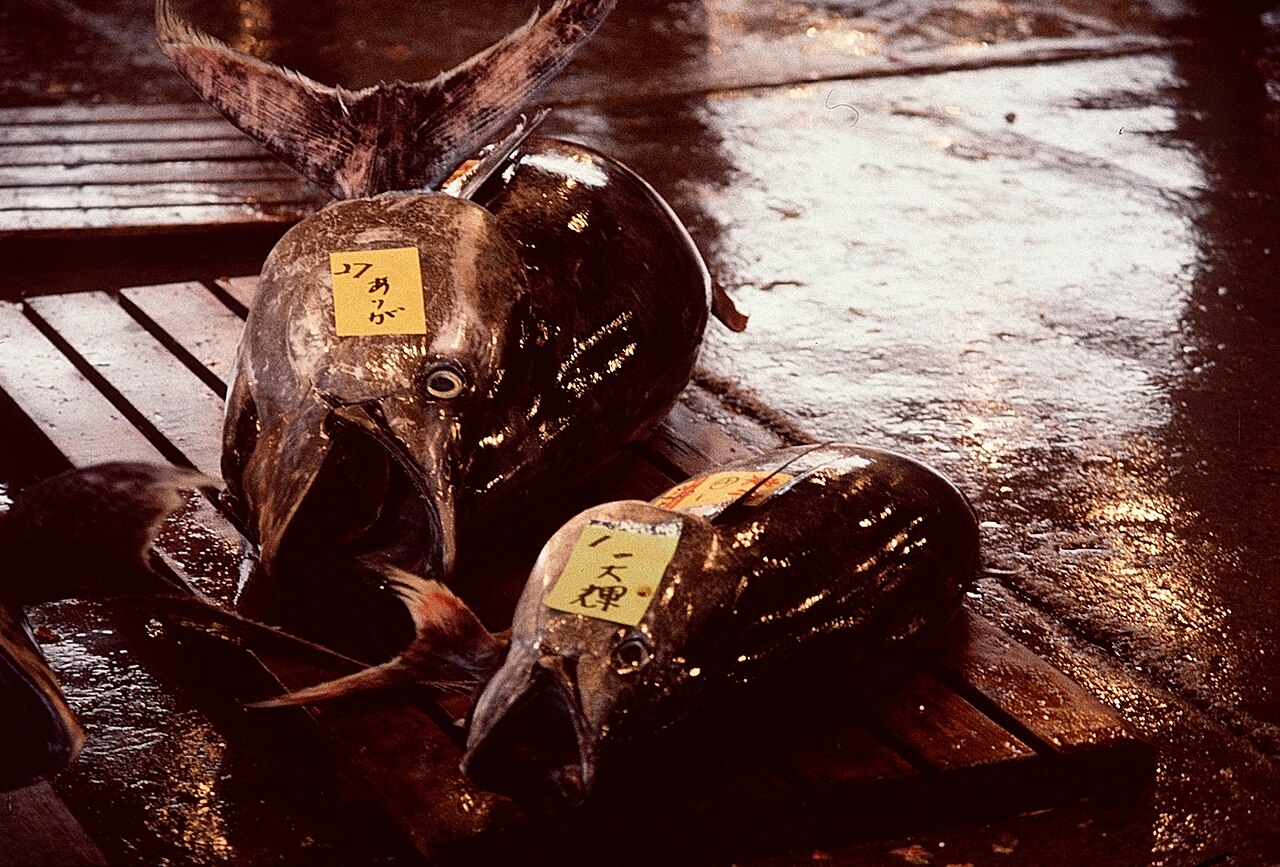 Tuna