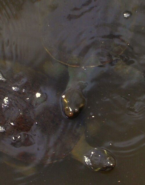 Turtles and Tortoises