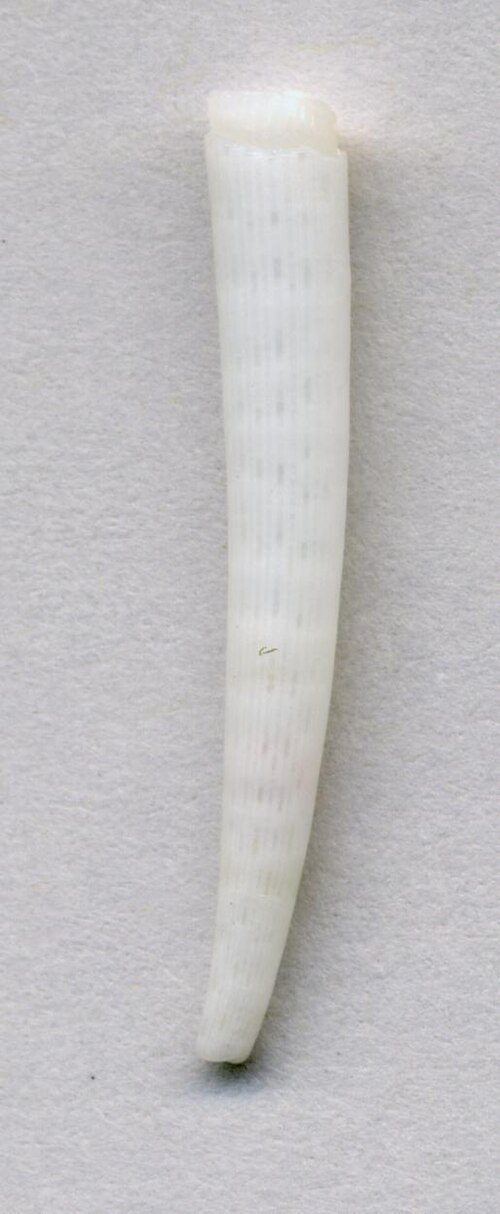 Tusk shell