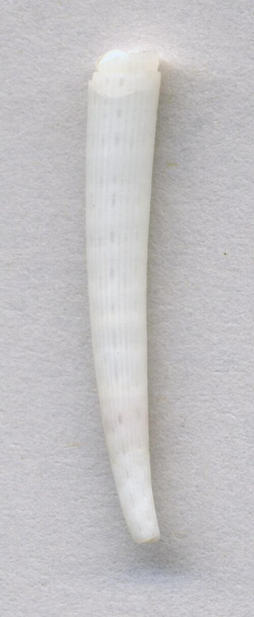 Tusk shell