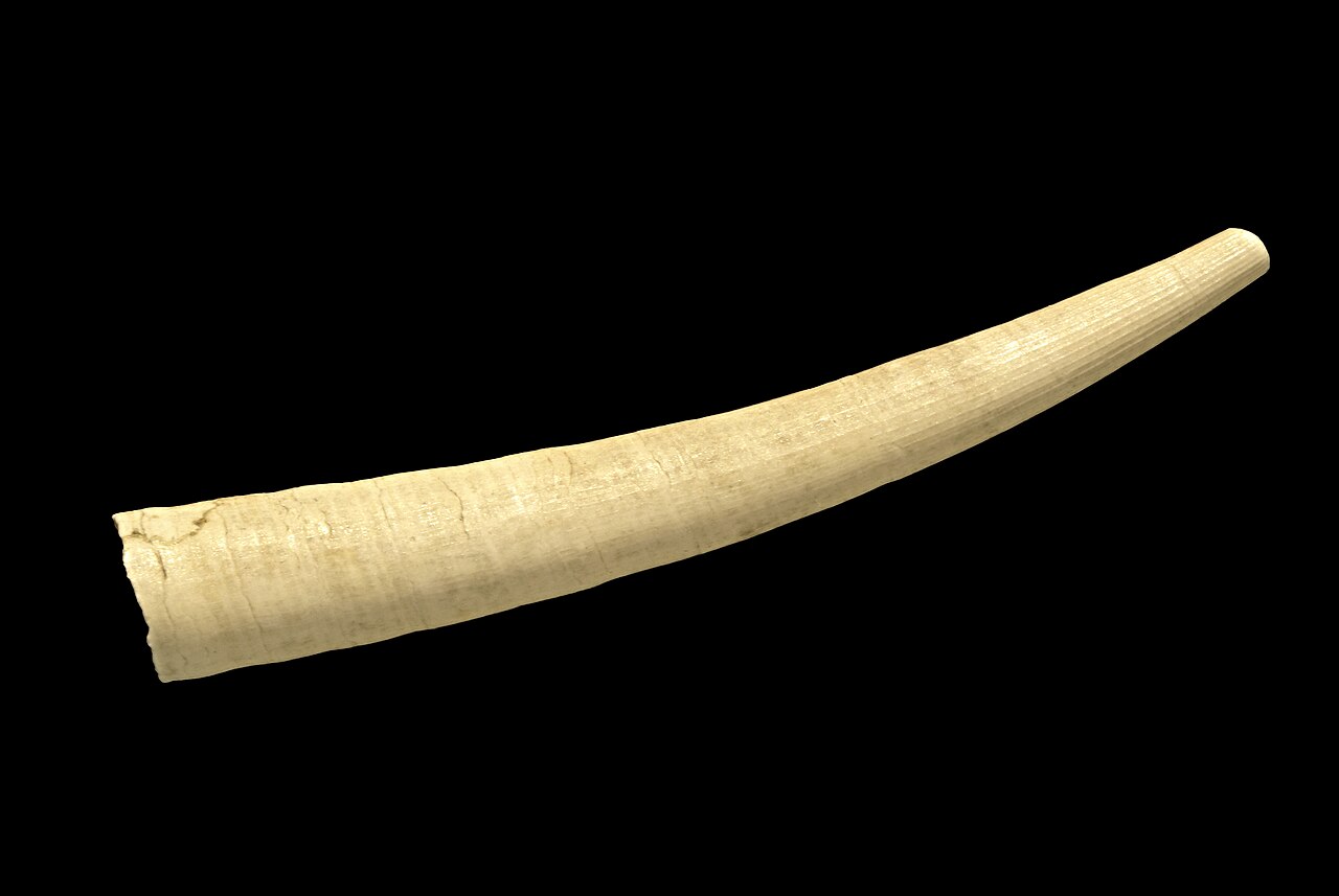 Tusk shell