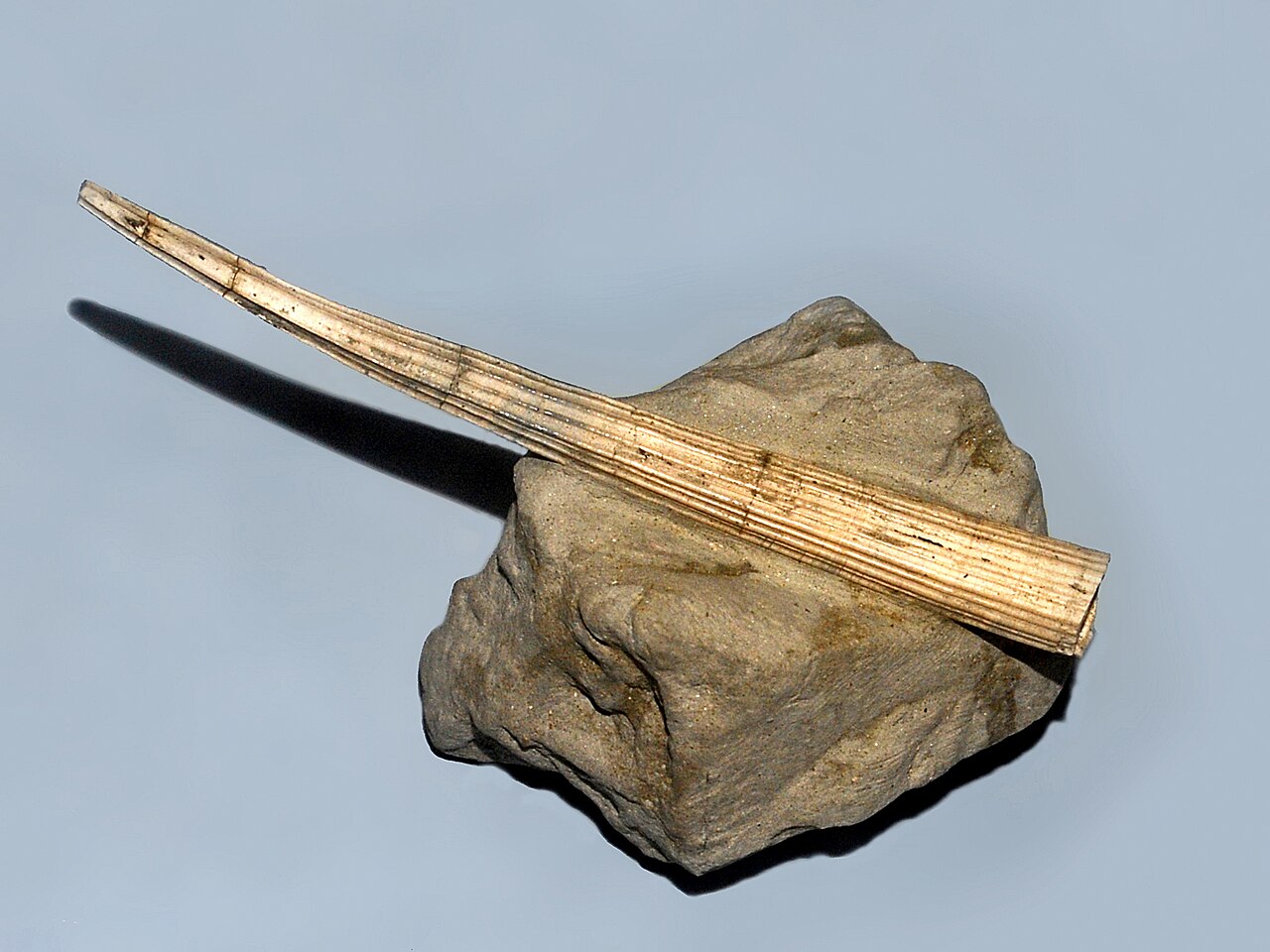 Tusk shell