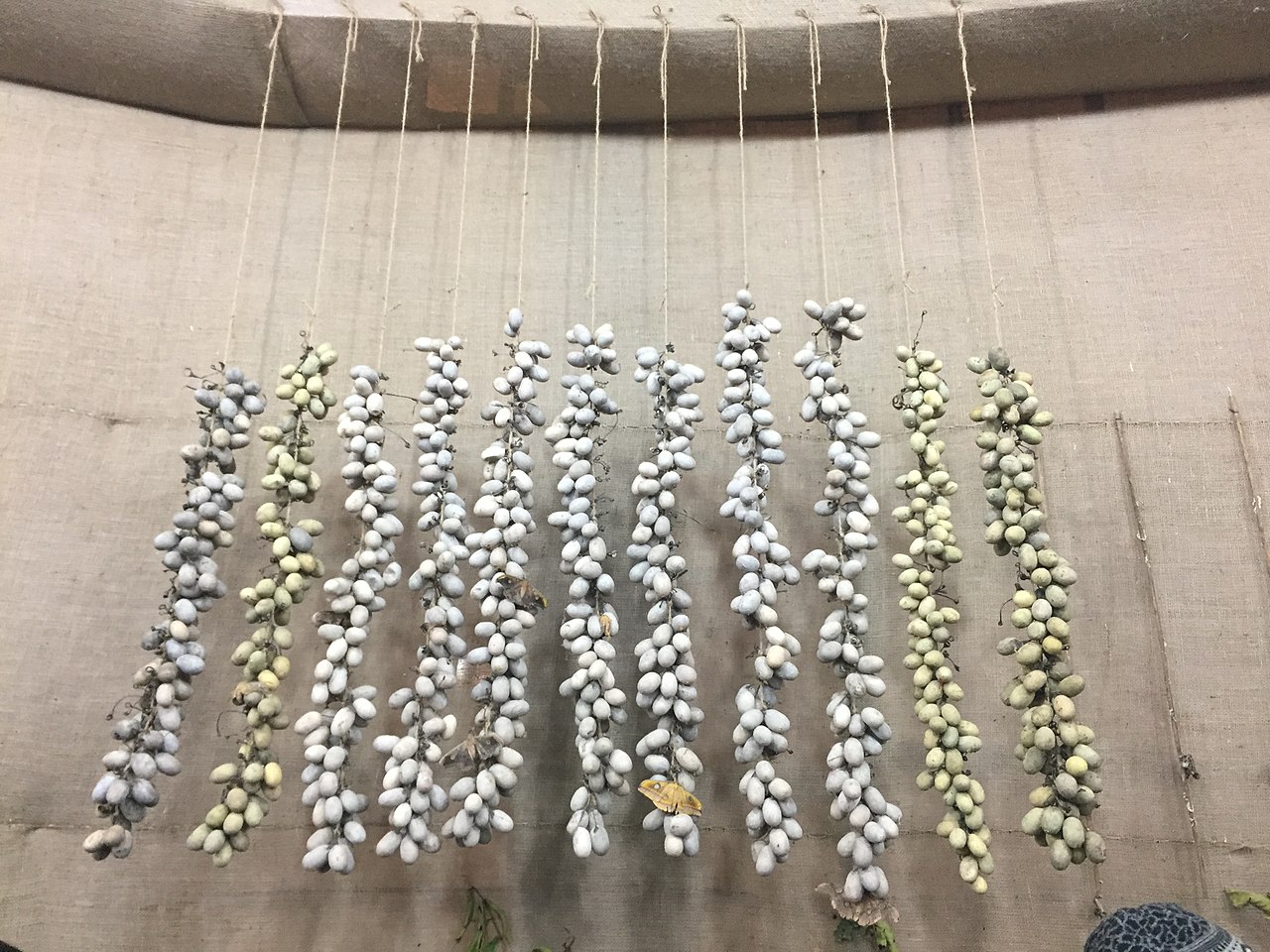 Tussar silkworm pupae