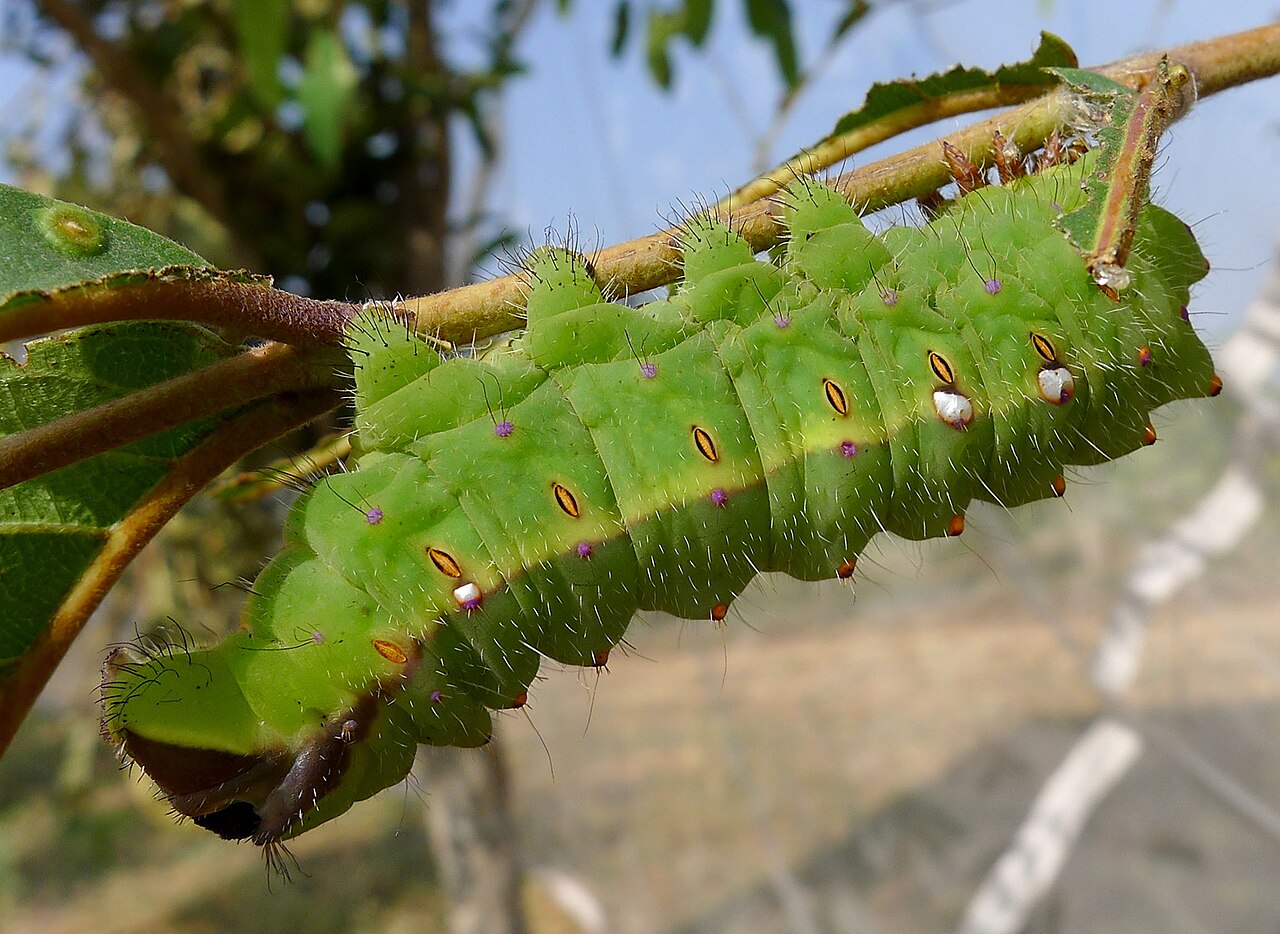Tussar silkworm pupae
