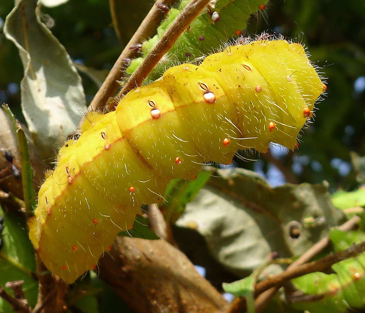 Tussar silkworm pupae
