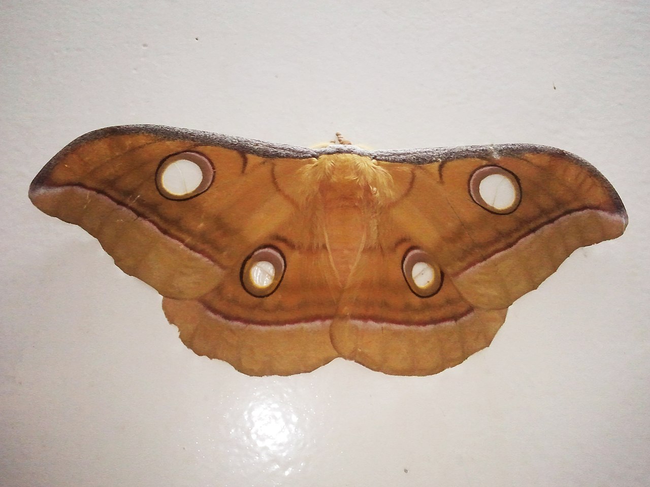 Tussar silkworm pupae