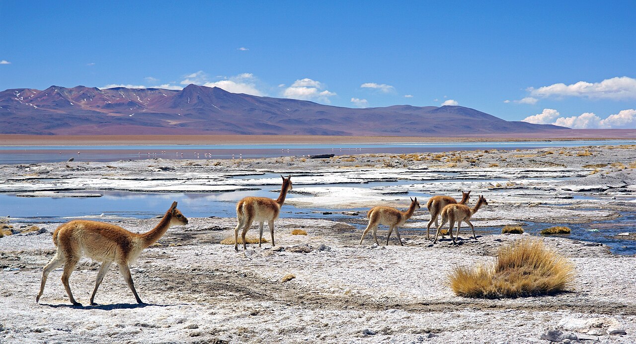 Vicuna